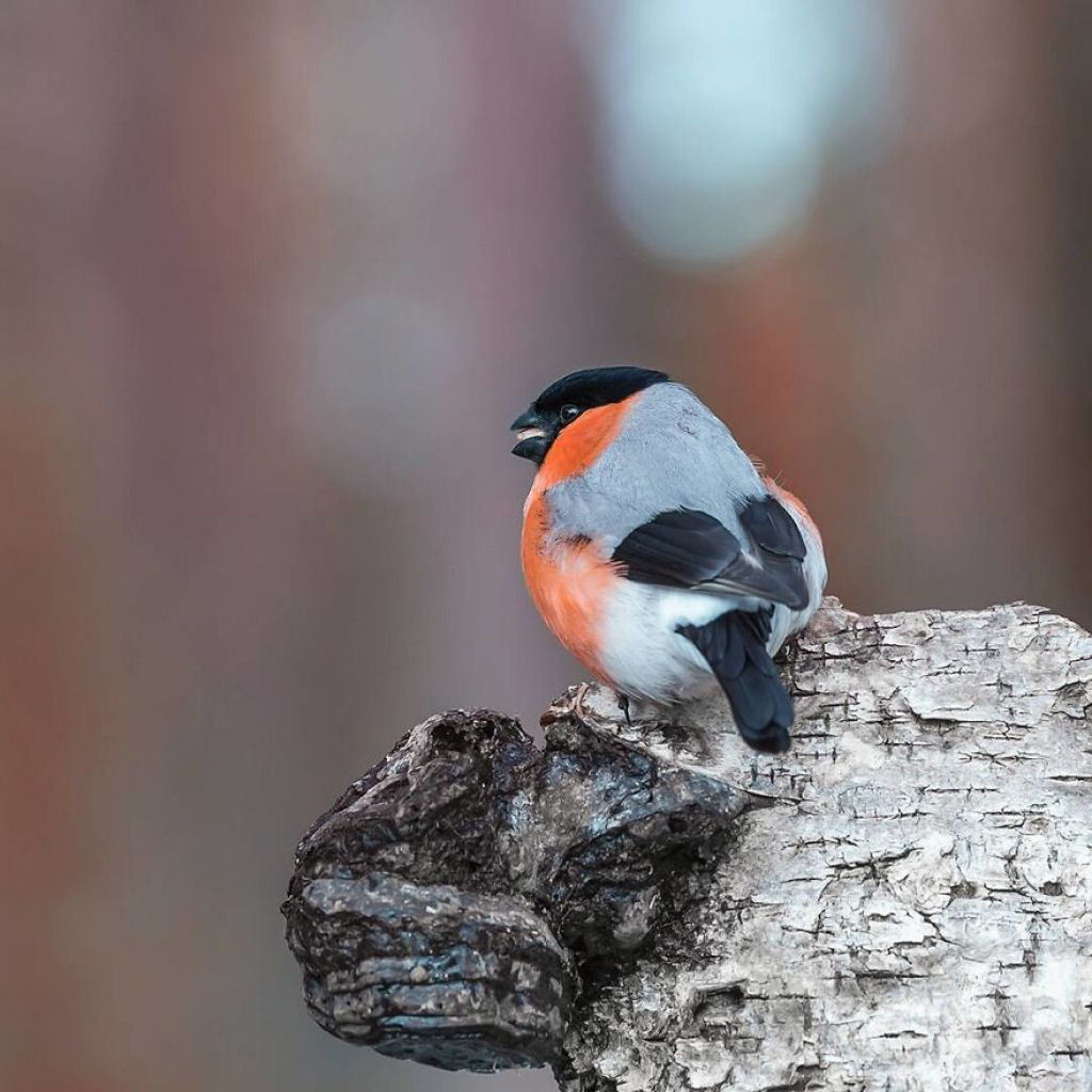 Birds by Ossi Saarinen - The photo, Birds, Ossi Saarinen, Longpost