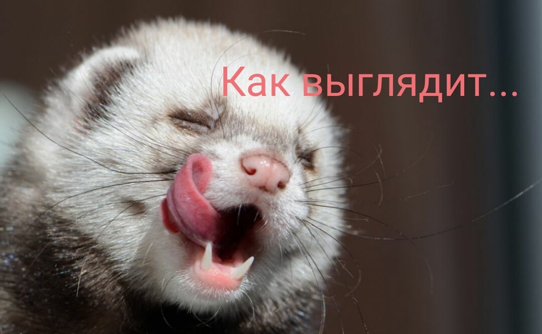 Kunya - Marten, Ferret, Animals, Honey badger, Ermine, GIF, Video, Longpost, cat, Sable