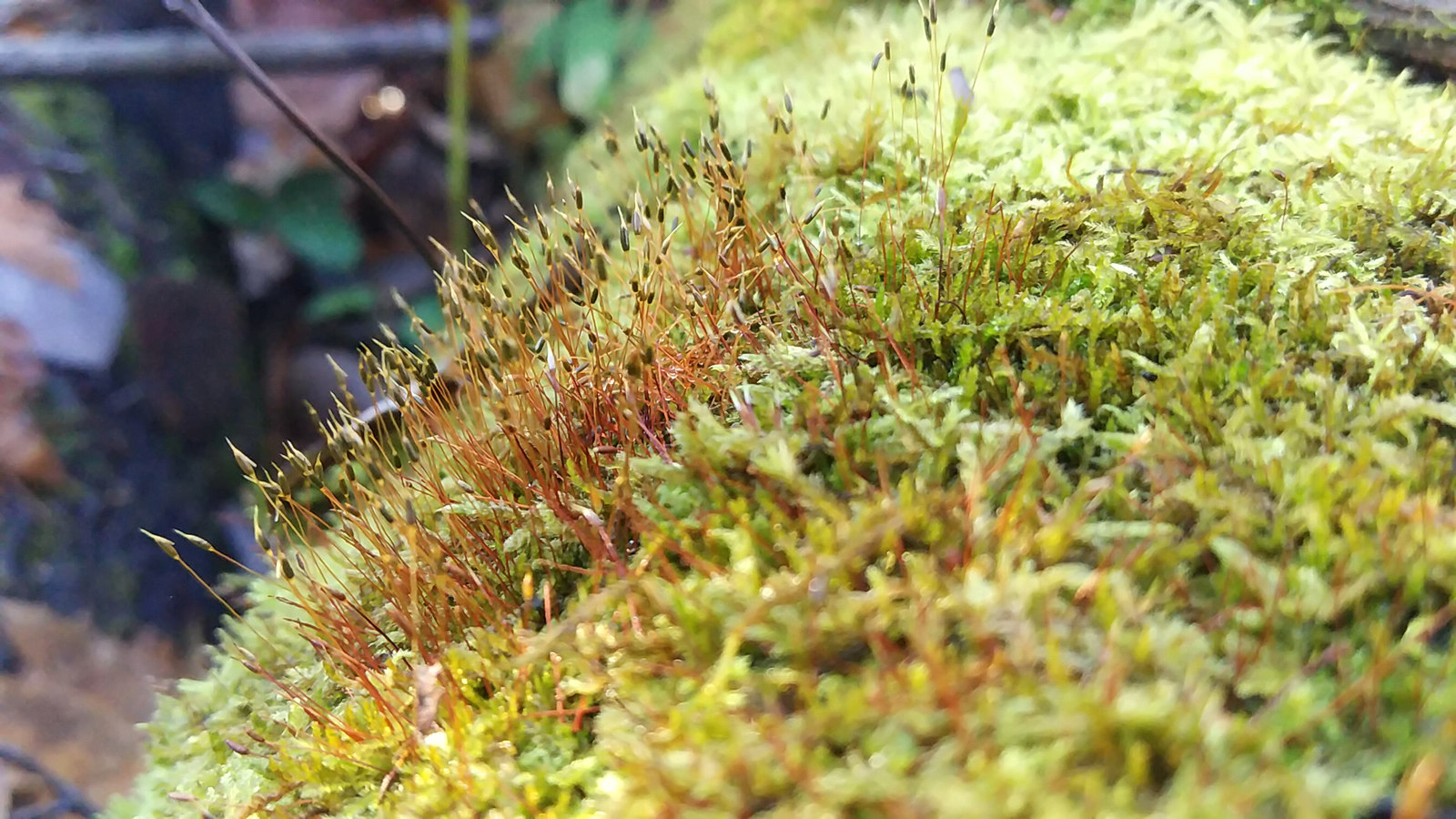 JUST BEAUTIFUL - My, Forest, Moss, Nature, Under your feet, Toadstool, beauty, Longpost, Mushrooms