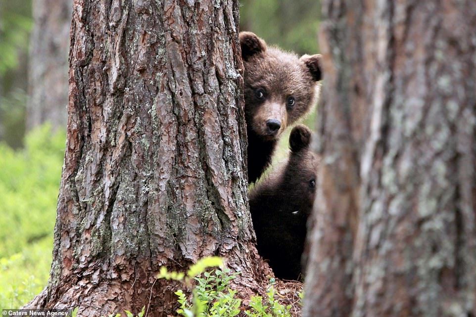 The cutest bears - Bear, Milota, Longpost, Forest, Nature, The photo, The Bears