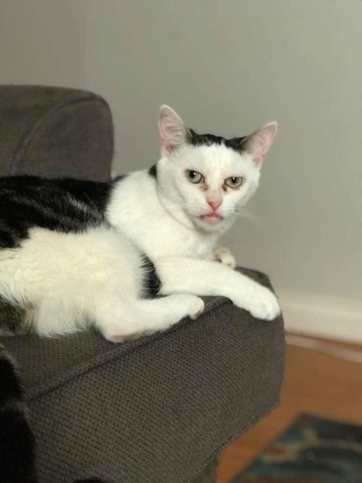 My friend's cat looks like Steve Buscemi - The photo, cat, Steve Buscemi, Reddit