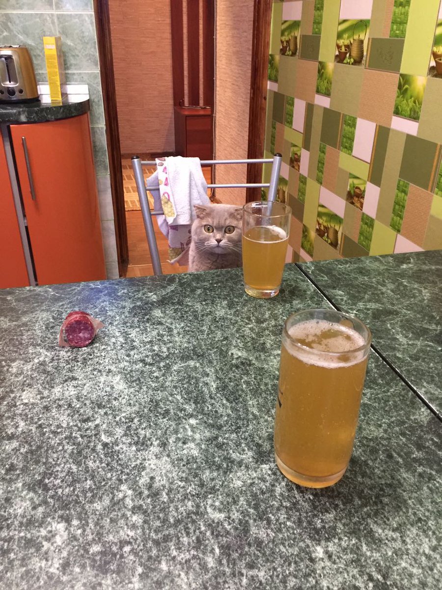 When I remembered that I still have to work tomorrow - cat, Beer