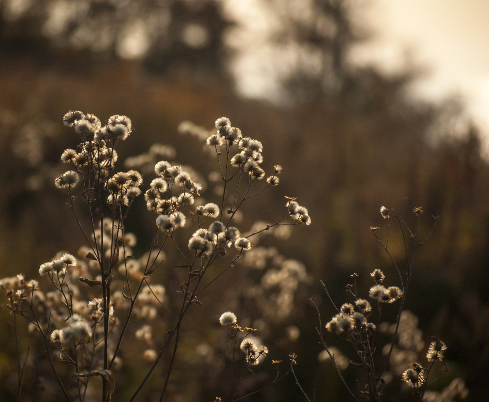 Sunset was coming... - My, Nikon, Nikon D40, Nikkor, Nature, Light