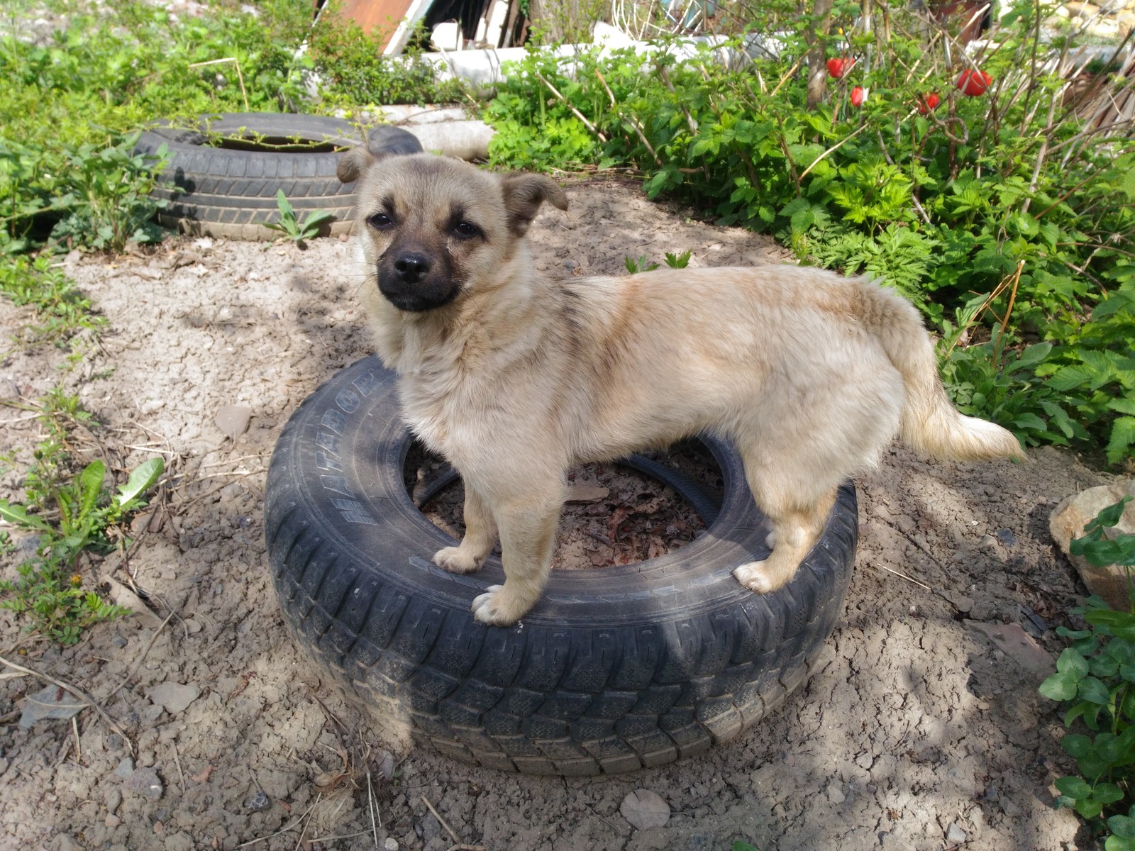 Chucha. - My, Dog, , Longpost