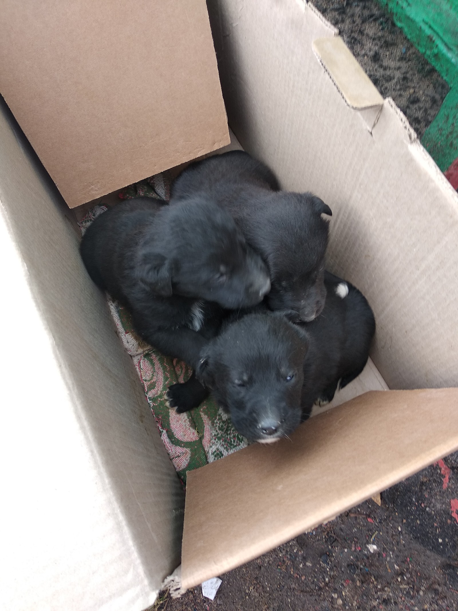 Puppies are looking for a home!!! Moscow, Zelenograd - My, Dog, Puppies, In good hands, Moscow, Zelenograd, No rating