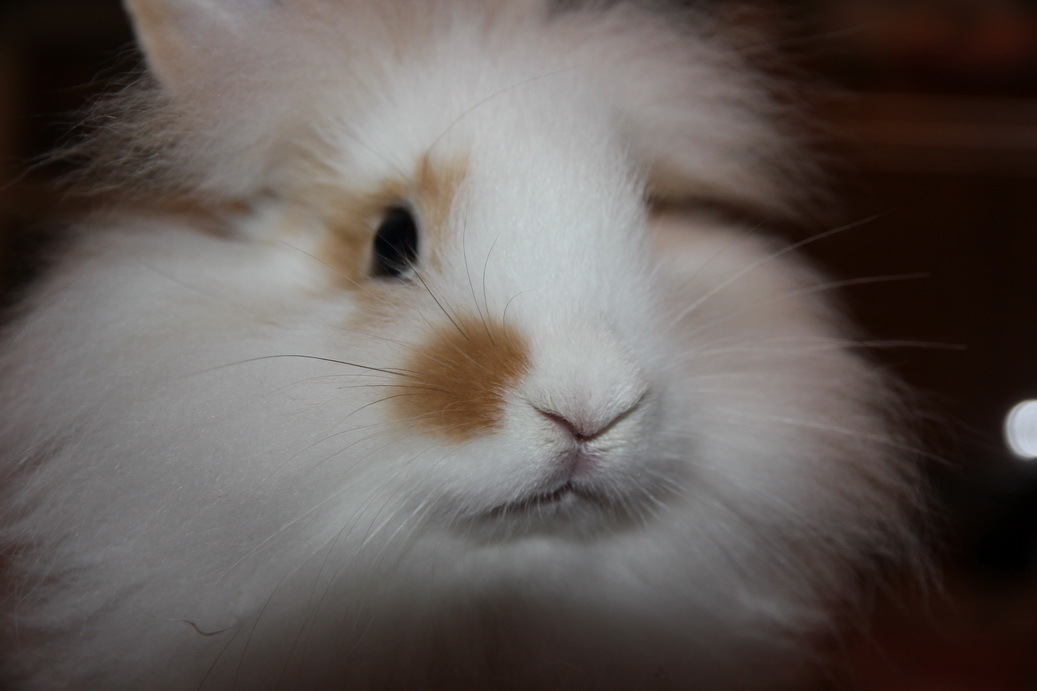 Kittens, kitties, and here's a rabbit for you - My, Pets, Rabbit, Milota, Longpost