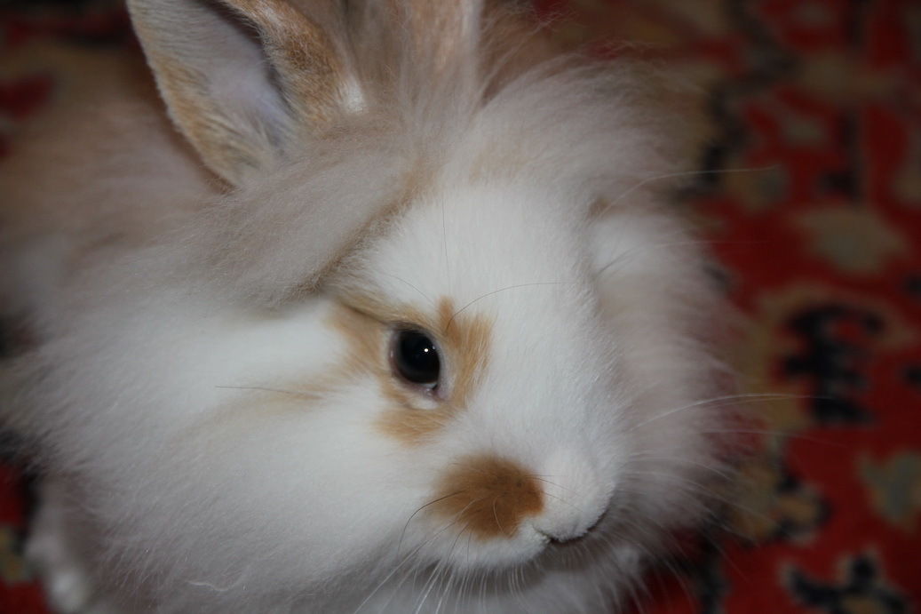 Kittens, kitties, and here's a rabbit for you - My, Pets, Rabbit, Milota, Longpost