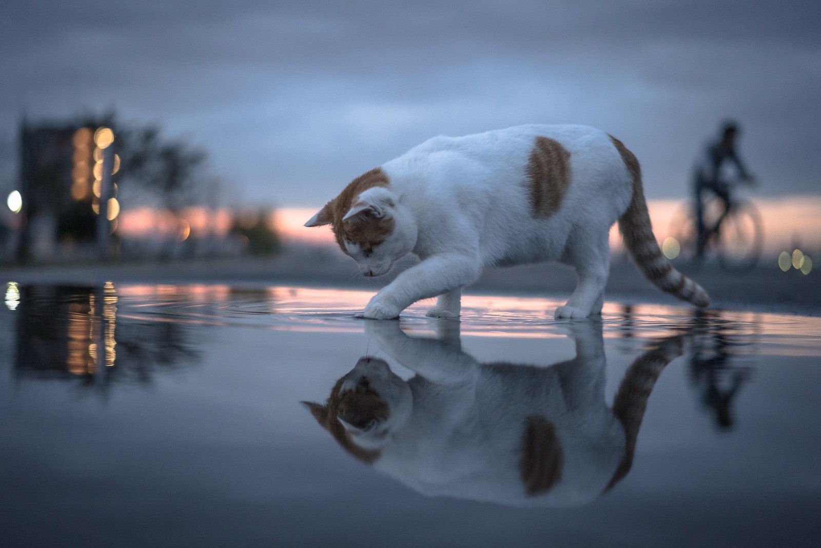 Отражение - Кот, Фотография, Лужа, Отражение