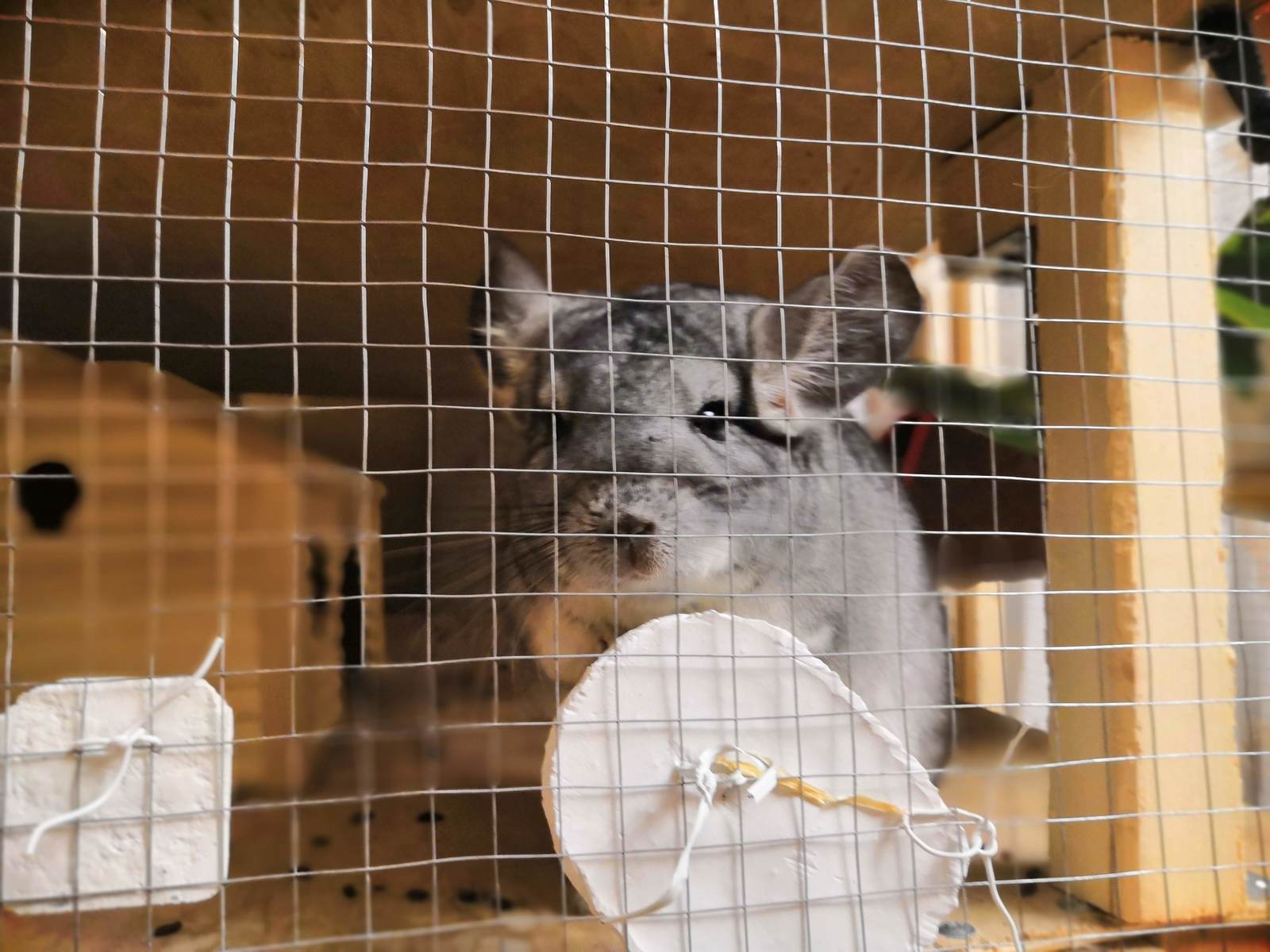 Chinchilla cute post 5. Brutal attack - My, Chinchilla, Chinchilla, Pet, Milota, Its a trap!, Video, Longpost, Pets