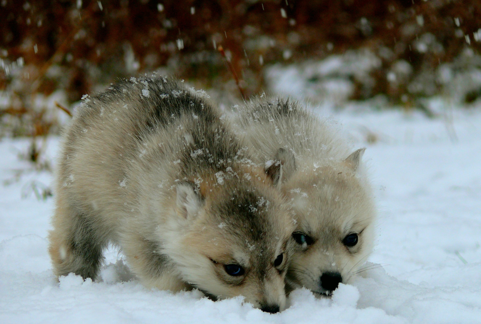 Husky puppies saw snow for the first time :) - My, , Siberian Husky, Husky, First snow, Dog, Puppies, Longpost