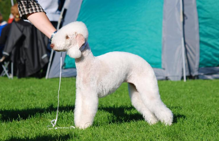 About dog breeds №67. - Dog, Dog breeds, Bedlington Terrier, Longpost