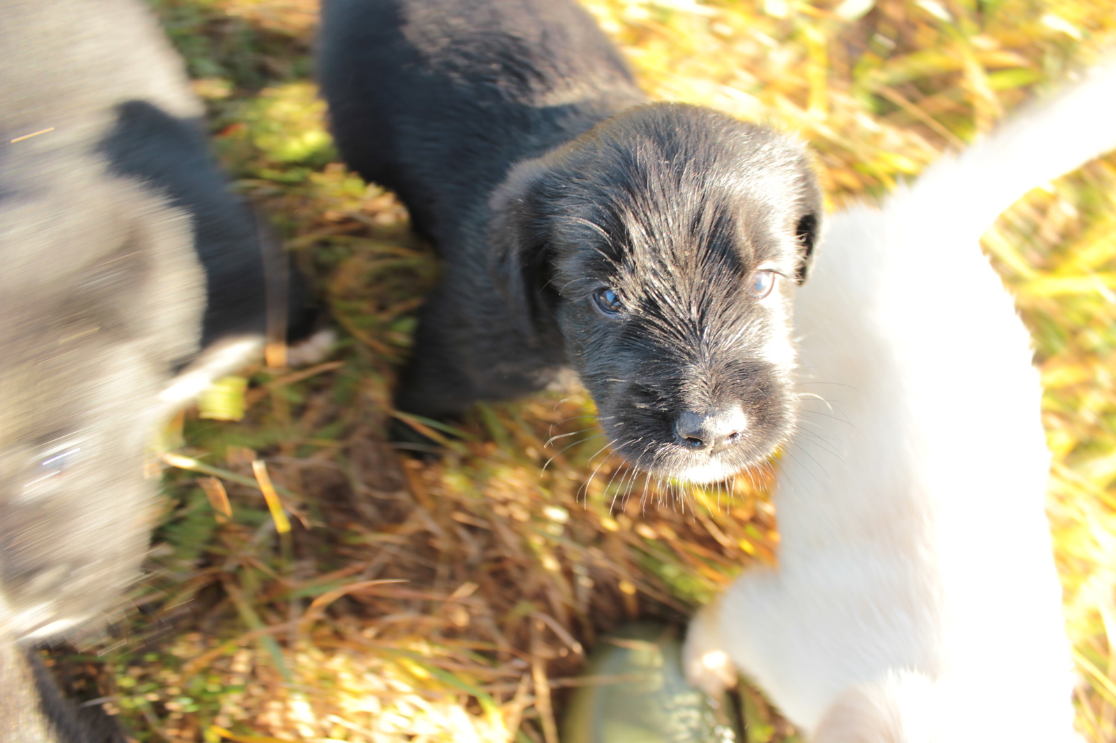 Puppies! - My, Longpost, In good hands, Moscow region, Naro-Fominsk, Dog, No rating