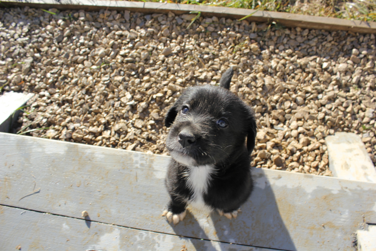 Puppies! - My, Longpost, In good hands, Moscow region, Naro-Fominsk, Dog, No rating