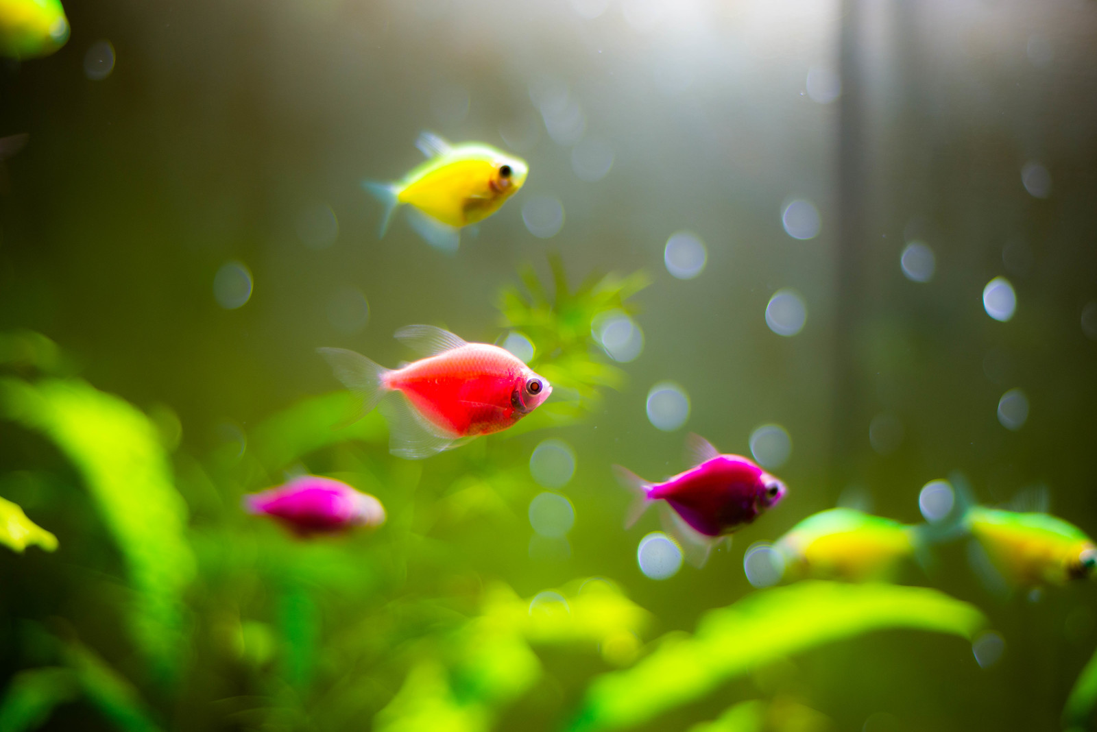 Aquarium. - My, Aquarium, A fish, Aquarium fish, The photo