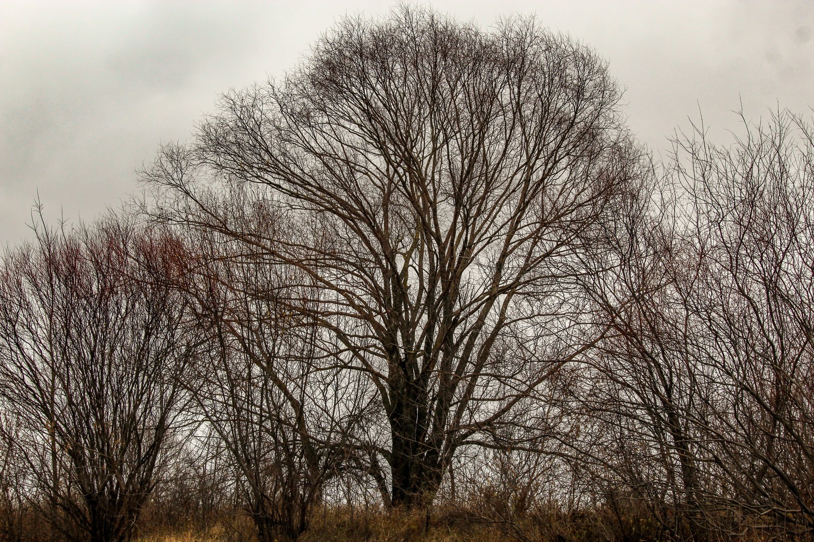 Sketch - My, Dzerzhinsk, Longpost, The photo, Canon 1300d, Huawei mate 9, Autumn