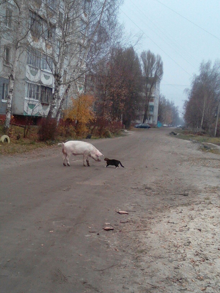 Неожиданный вечер встречи - Город, Свинья, Кот, Брянск