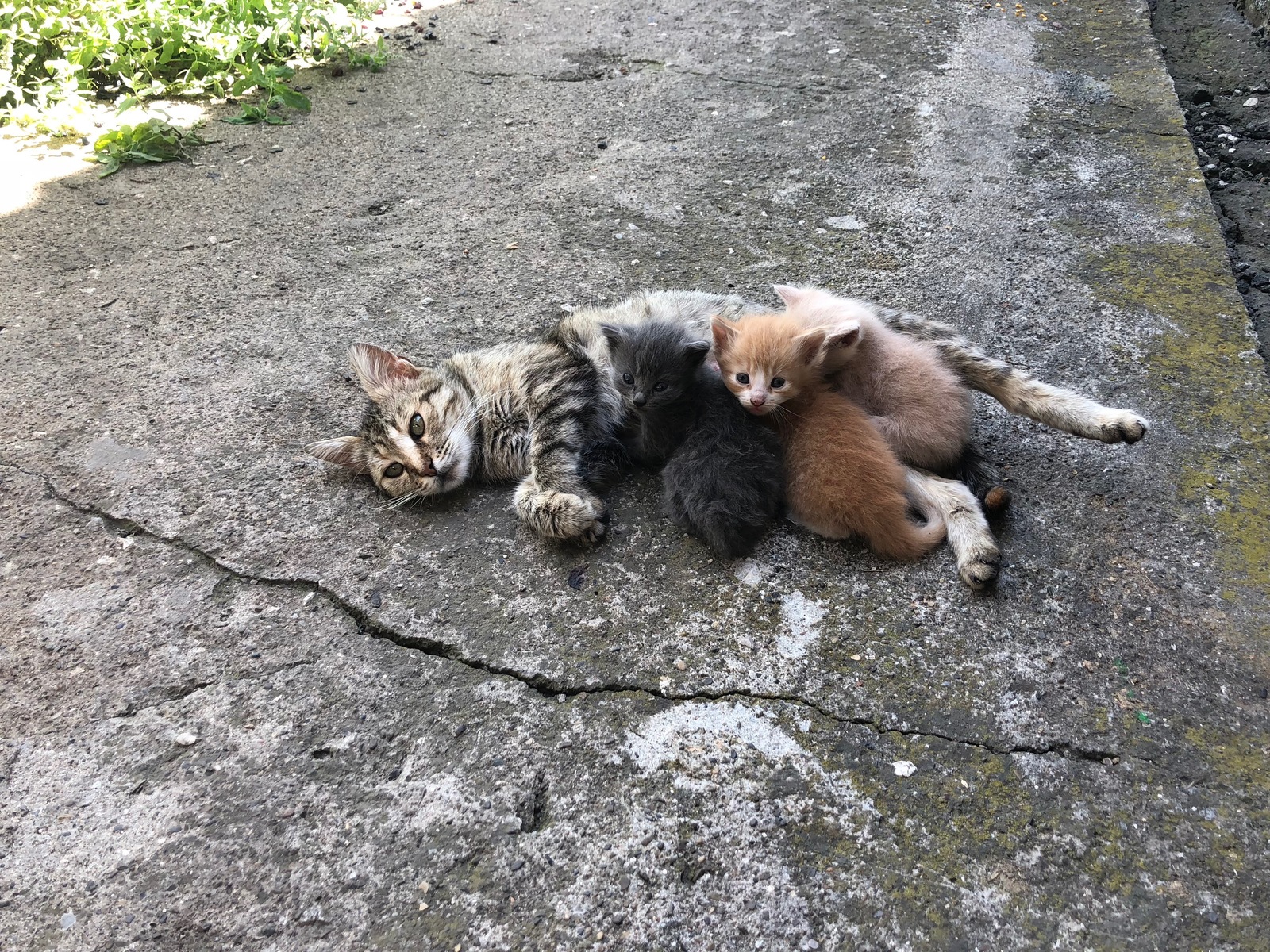 Lumps of tenderness - My, Catomafia, cat, Kittens, Fluffy mimimi, Fluffy