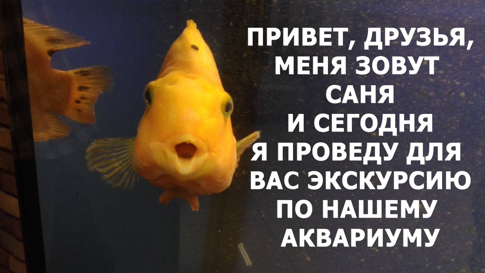 Мемы про рыб