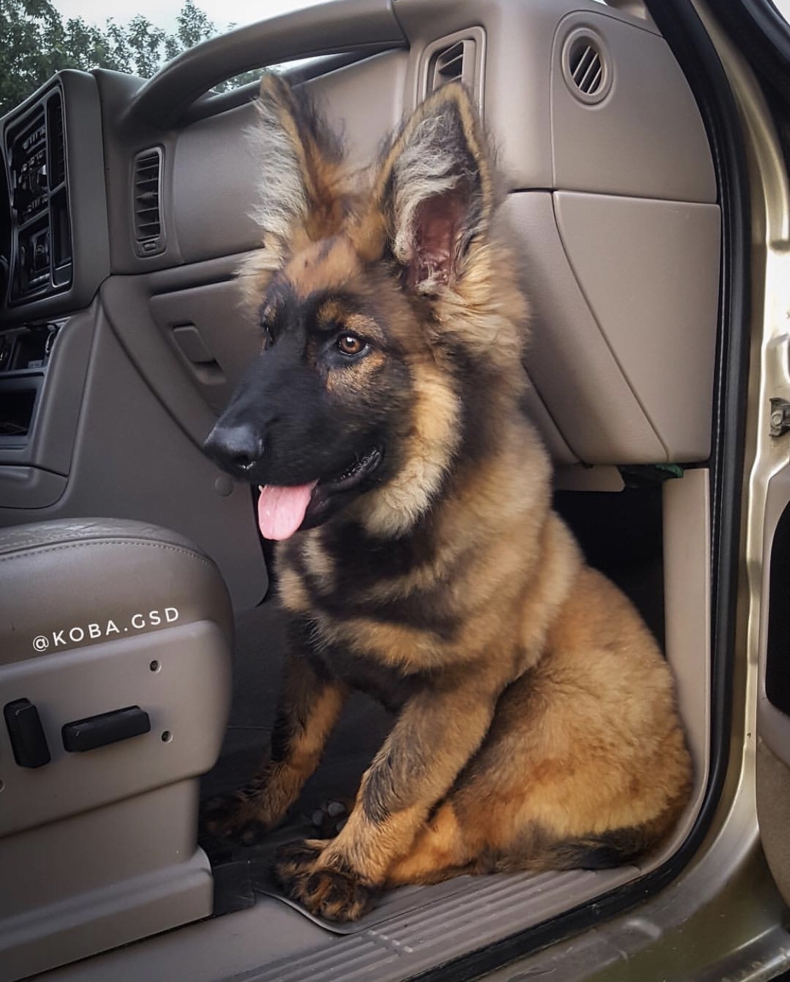 Hairy German Shepherd Dwarf - German Shepherd, Sheepdog, Dog, The photo, Milota, Friend