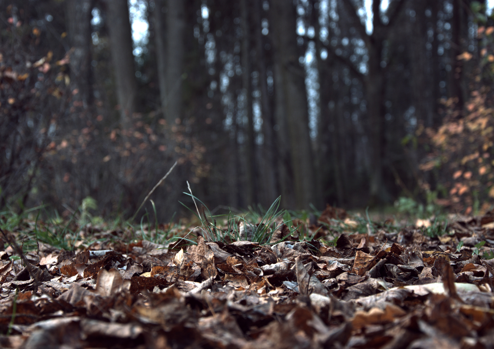 Lermontov autumn. - My, Autumn, Manor Serednikovo, Photographer, Longpost