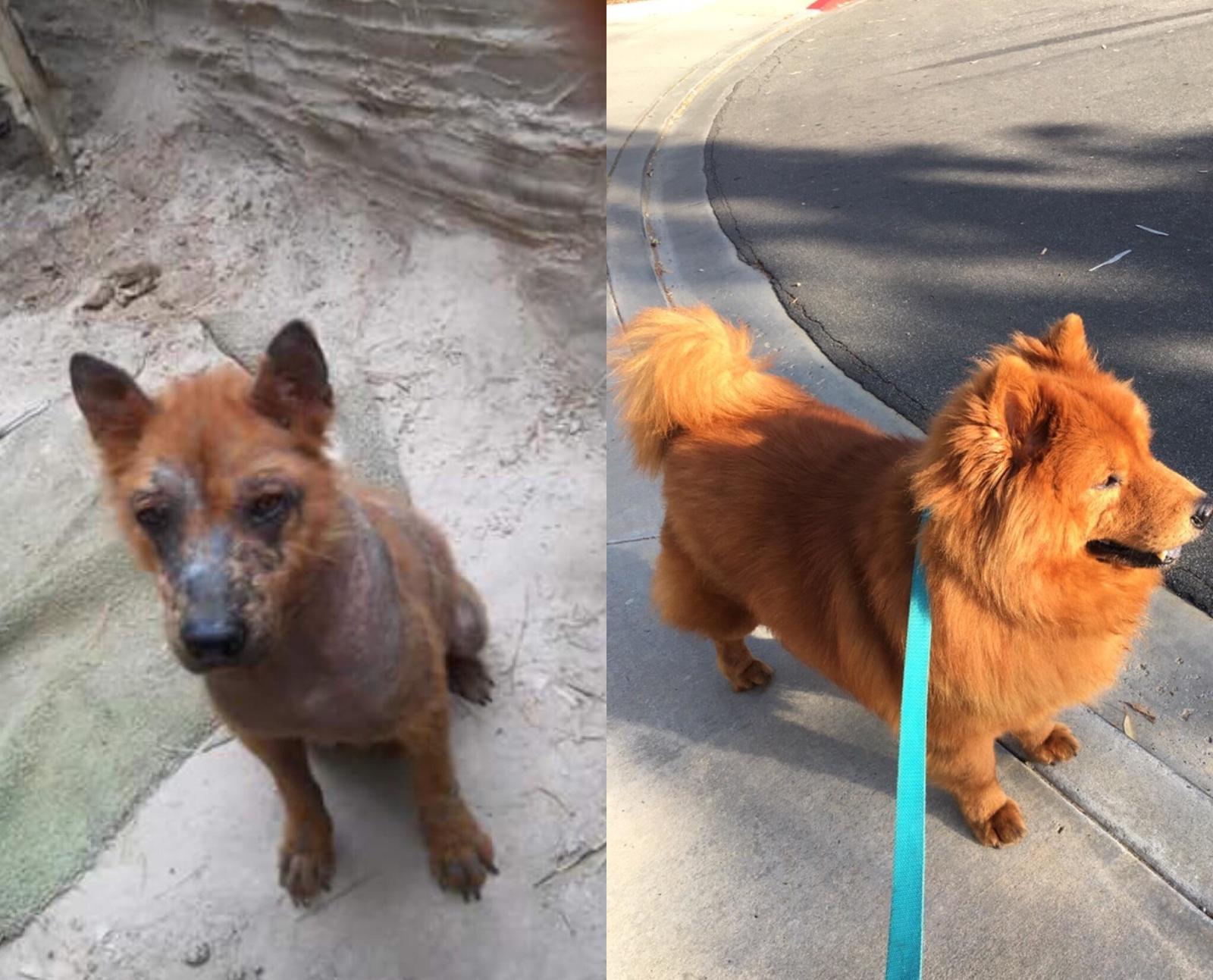 Transformation of a rescued dog in two years - Animal Rescue, Dog, The photo, Reddit