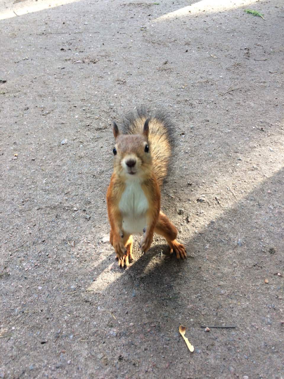 Squirrel - My, Squirrel, Autumn, The park, Longpost