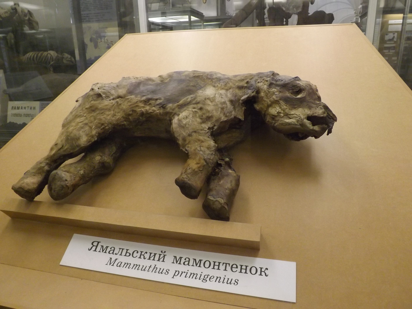 Photos from the Zoological Museum of St. Petersburg 2 - My, Scull, Zoological Museum, Taxidermy, Biology, Baby mammoth, Longpost