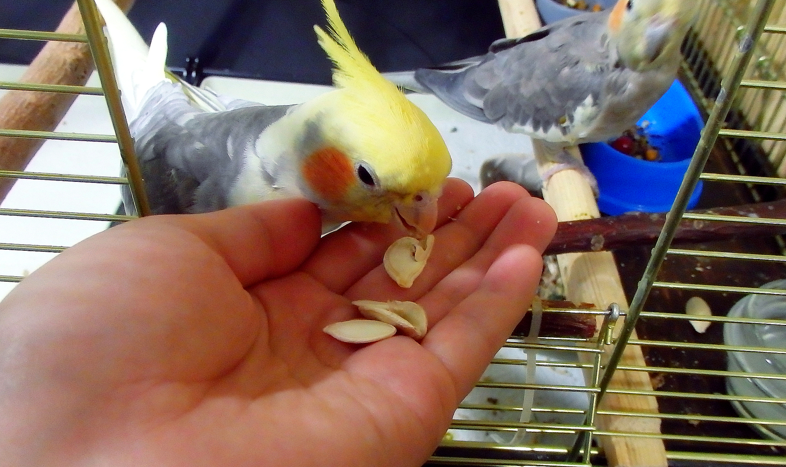 Flight training for a pair of my cockatiels. - My, Birds, A parrot, Corella, , , Corella Bonya and Yasha, Longpost