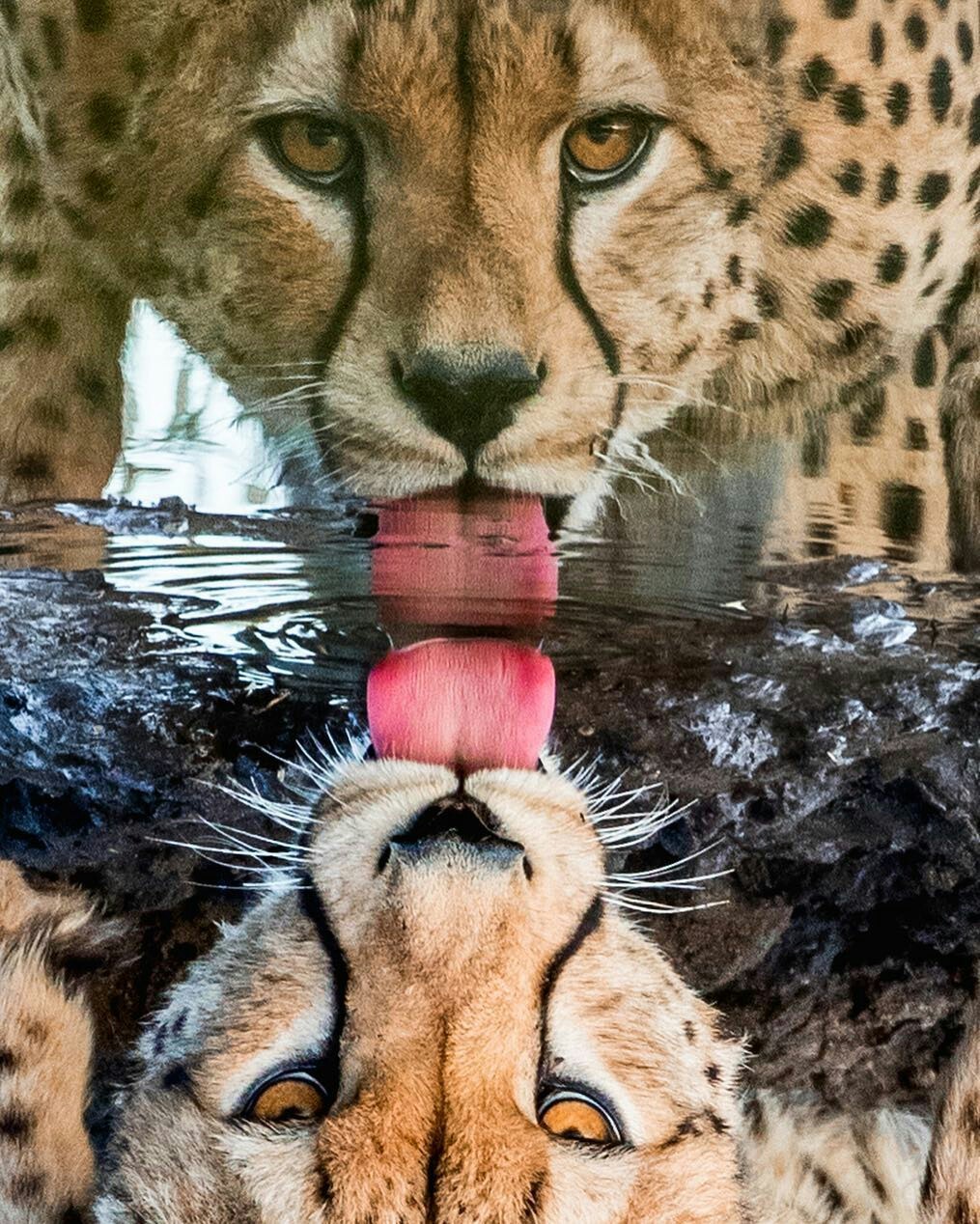 Reflection! - Reflection, Cheetah, Animals, Predator, Nature, The photo