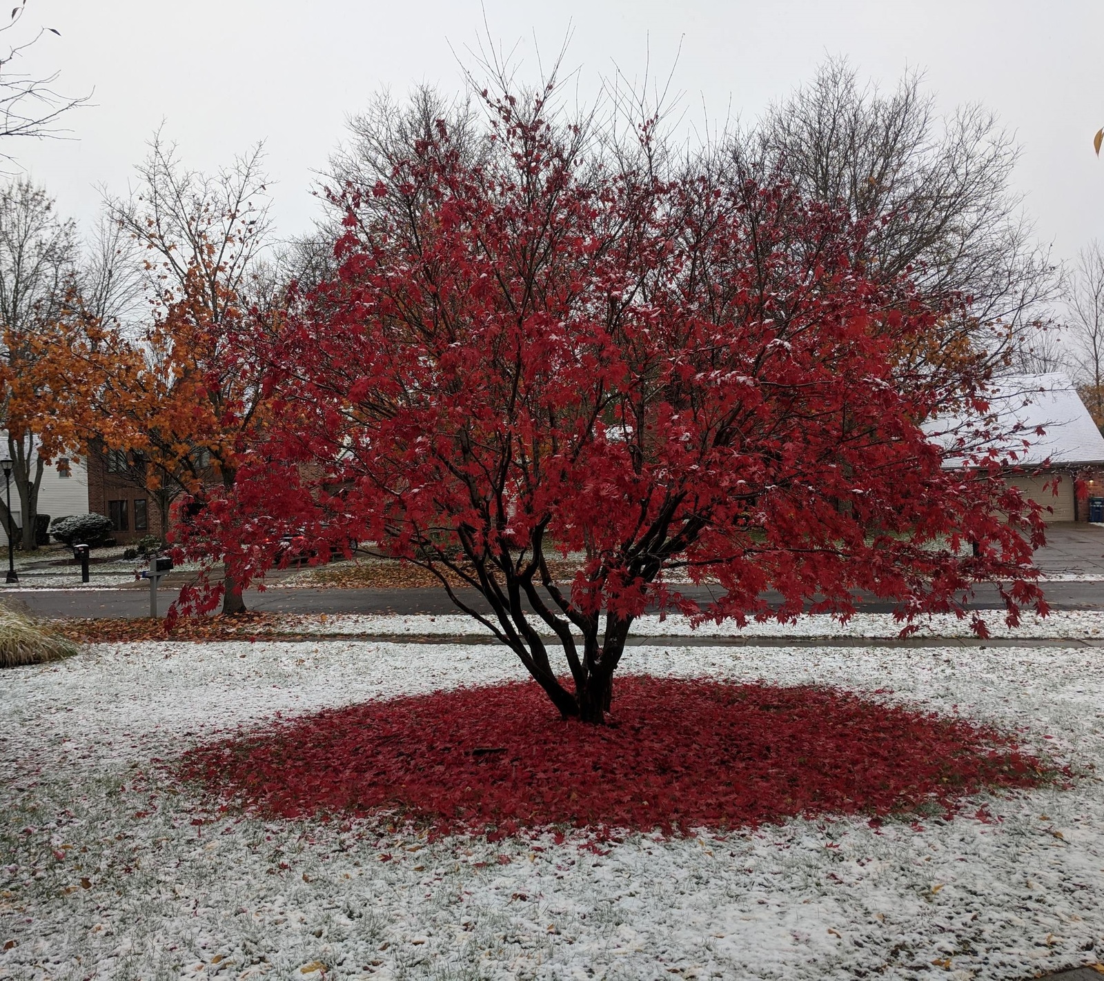 Japanese maple leaves created the Japanese flag - Maple, Autumn, Leaves, Flag, Japan, Reddit