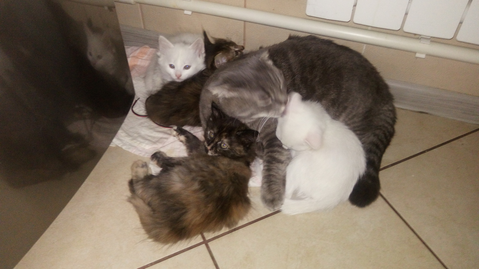 Kittens are looking for a loving family - My, In good hands, Volgograd, Longpost, cat, No rating