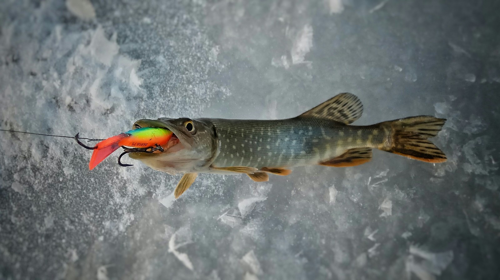 Opening of the hard water season 2018 - 2019. - My, Fishing, , , Video, Longpost, Winter fishing