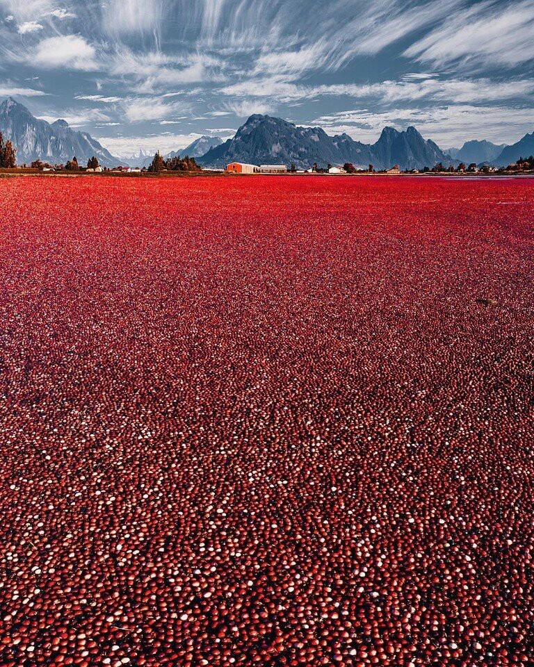 This ethereal lake is just a cranberry harvest in Canadaby hobopeeba - Cranberry, The photo, Lake, beauty, Canada, Harvest, Сельское хозяйство, Red, Longpost