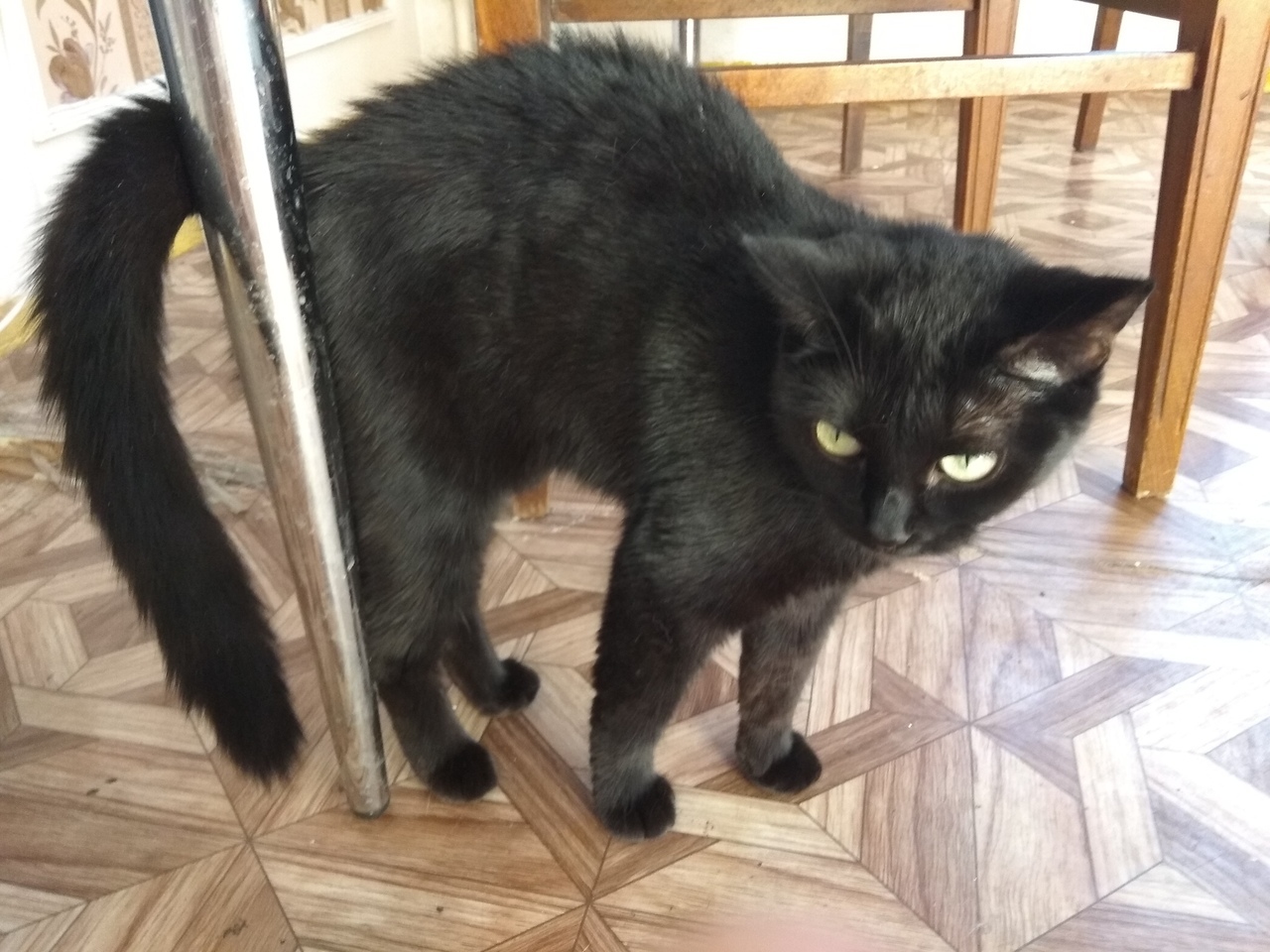 Cats are looking for a new home (Chelyabinsk) - My, cat, In good hands, Chelyabinsk, Longpost, No rating