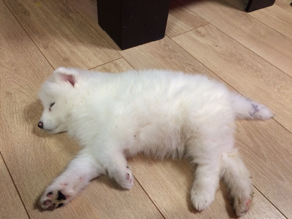 Unexpected replenishment - My, Dog, Samoyed, , Puppies, Milota, Longpost