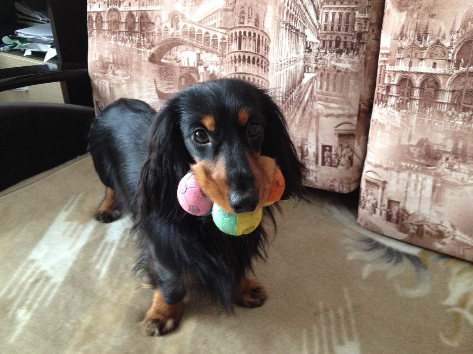 When you don't know which one to choose - My, Long-haired dachshund, Dachshund, Dog