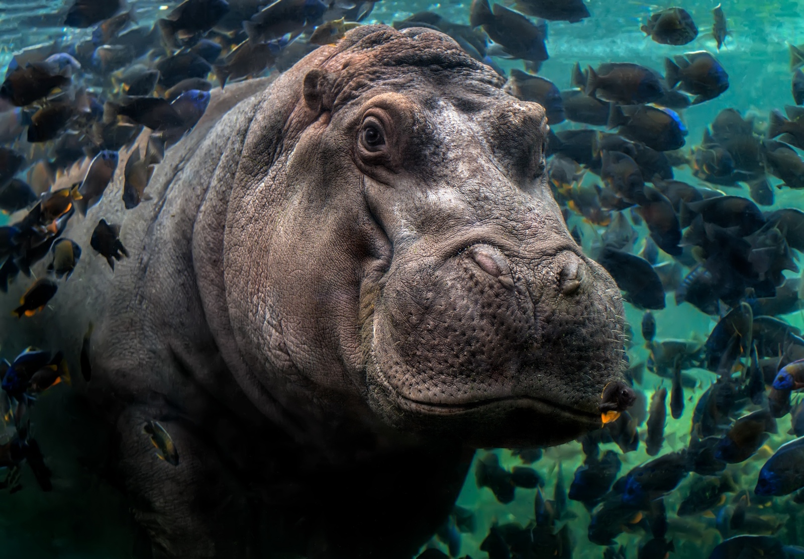 hippopotamus - hippopotamus, The photo, Underwater photography