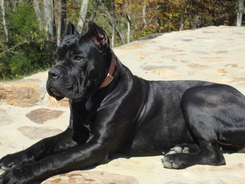 Question to lawyers about a dog and a policeman with a gun - Cane Corso, Pistols, Traffic police, Muzzle, Longpost