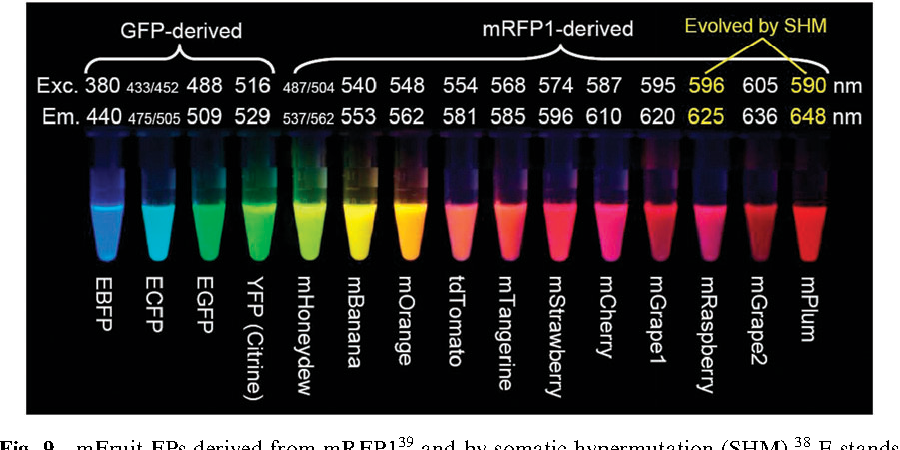 A bit of biotechnology... - My, DNA, Biotechnology, Protein, GMO, Longpost