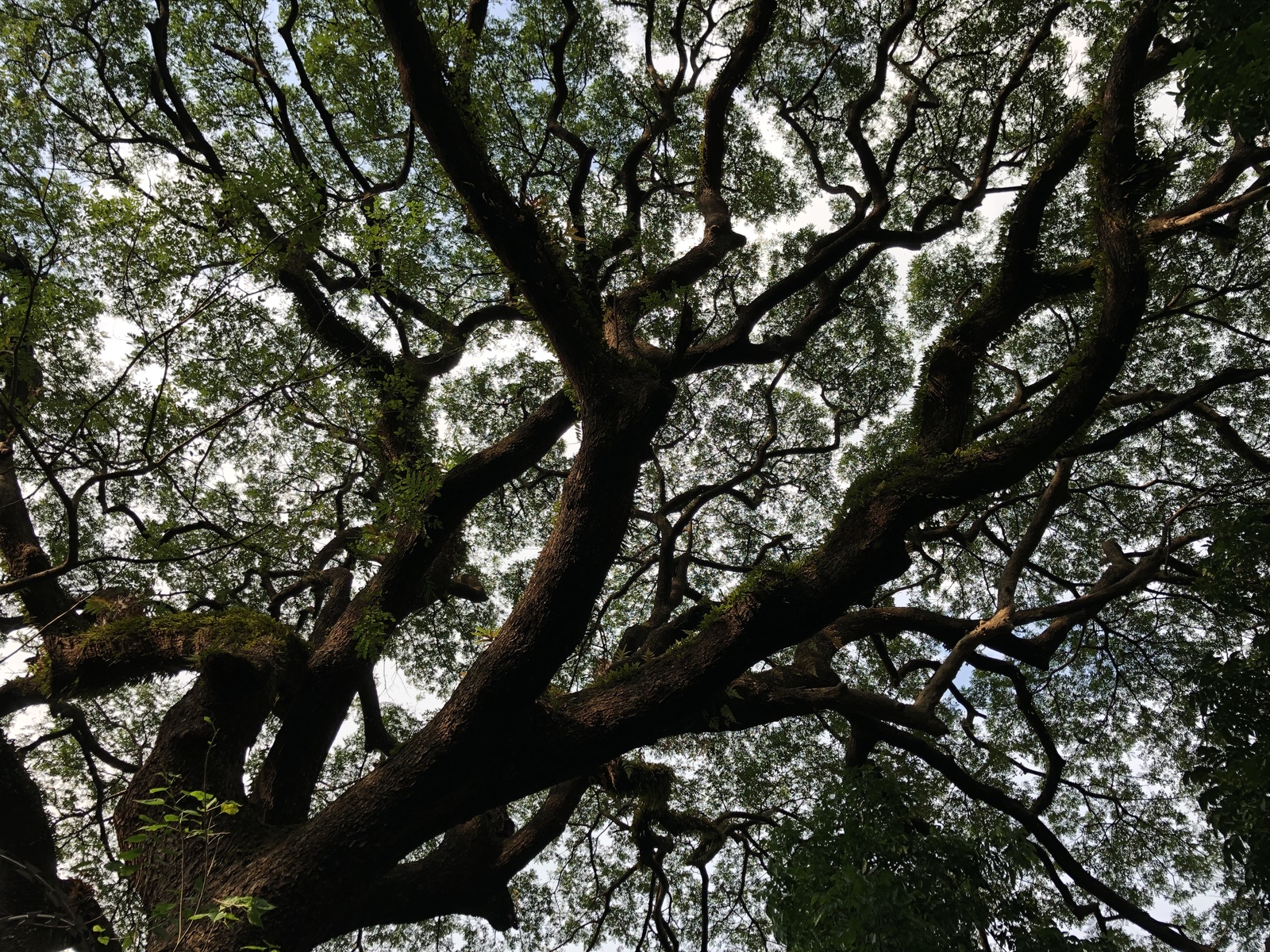 Crown of a huge old tree - My, The photo, Tree, Illusion