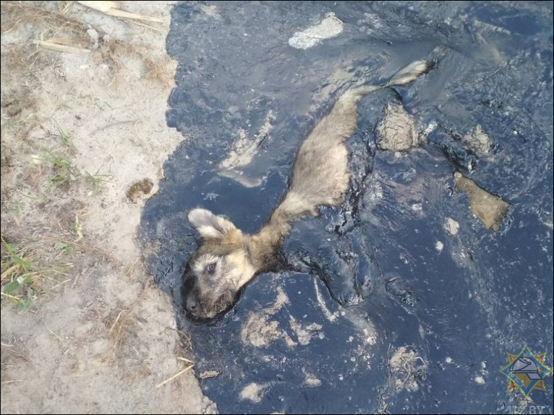 Continuation of the story of a dog that got stuck in bitumen - Dog, The rescue, Dog days, Animals, Help, Longpost, Helping animals