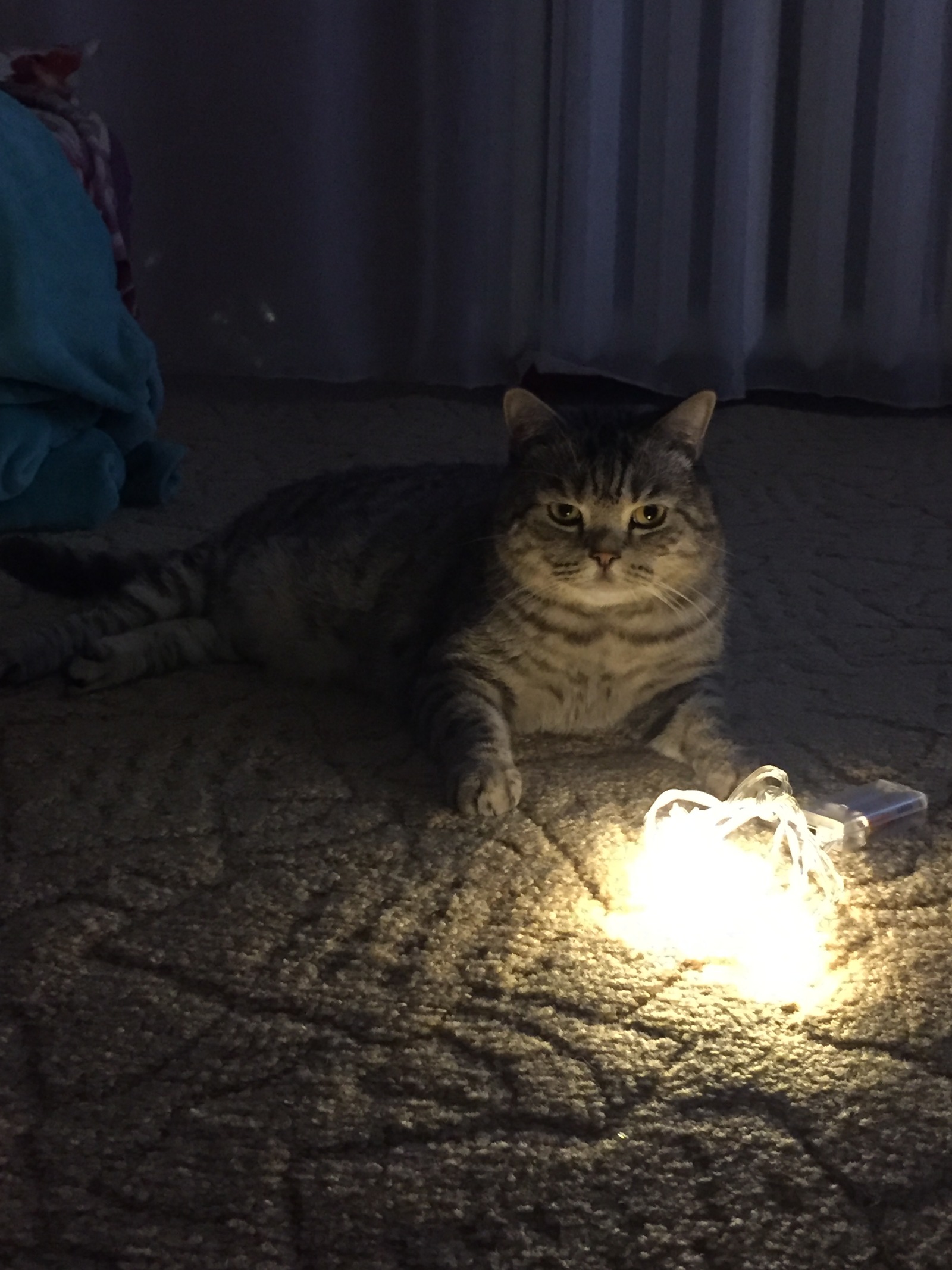 Now I'll tell you a story - My, Cat with lamp, Catomafia, cat