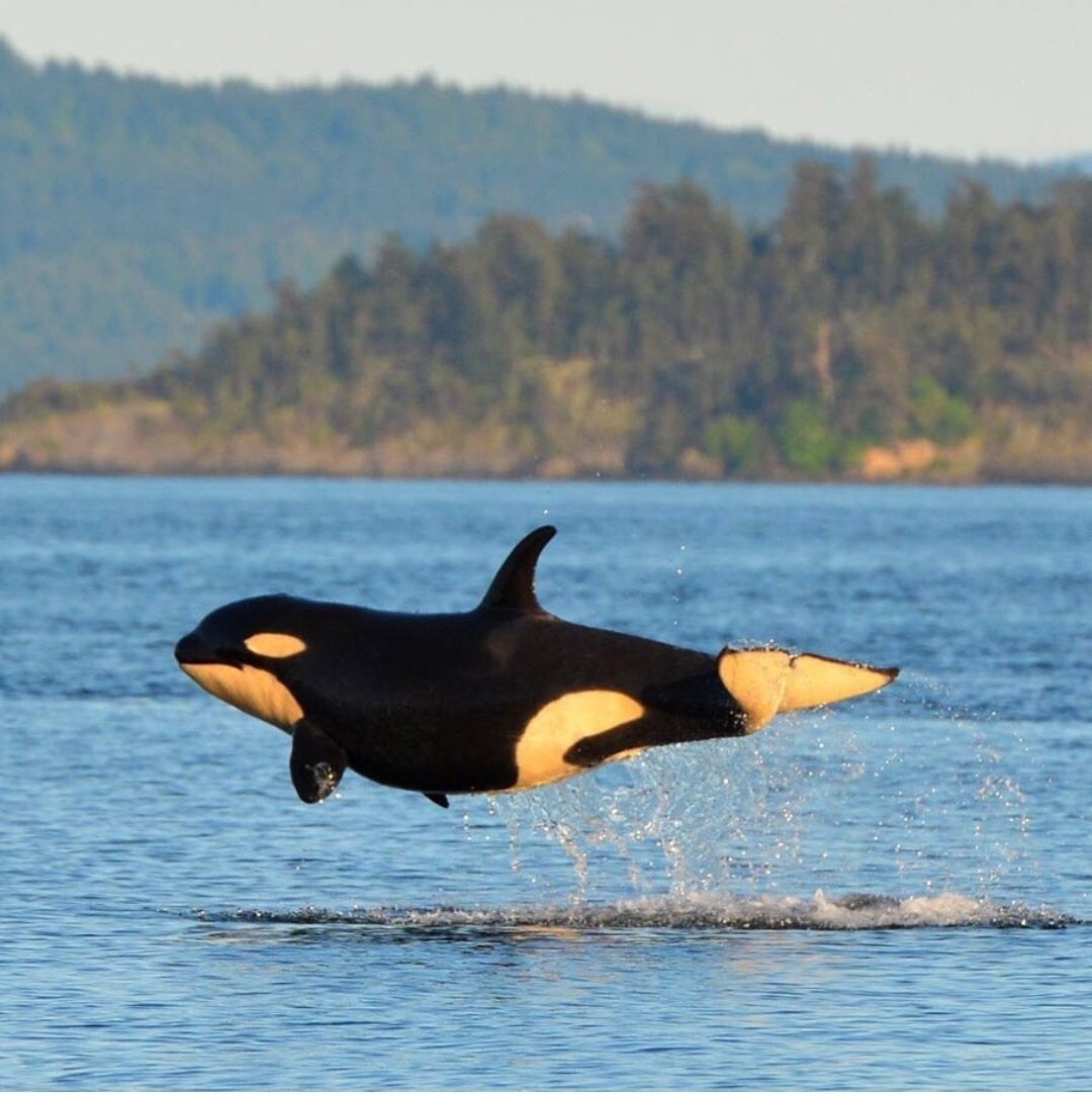 Flight - The photo, Killer whale