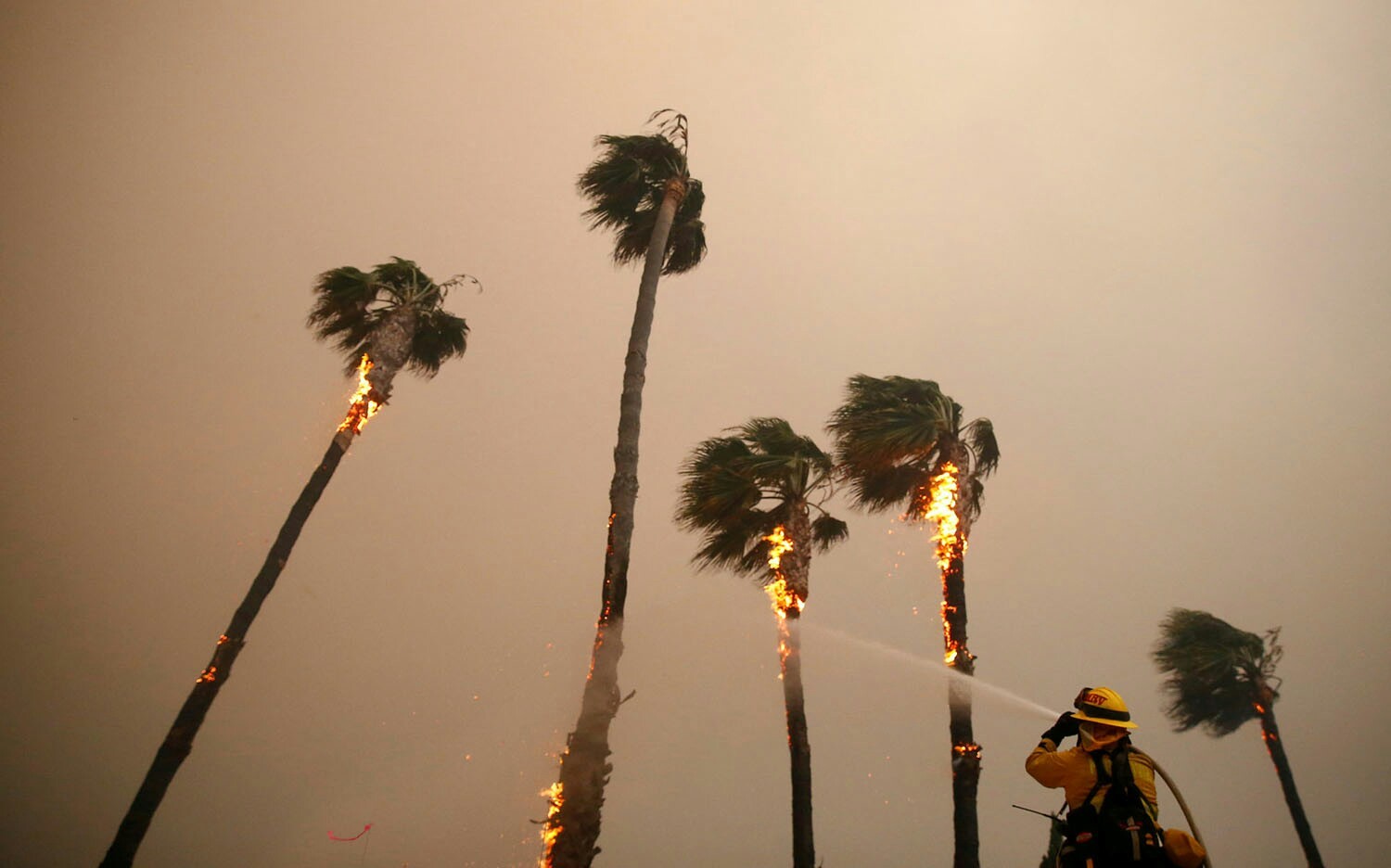 Burning palm trees in Malibu ( California, USA, 9.11.2018) - Nature, California, Fire, America, USA, The photo, Palm trees, Longpost