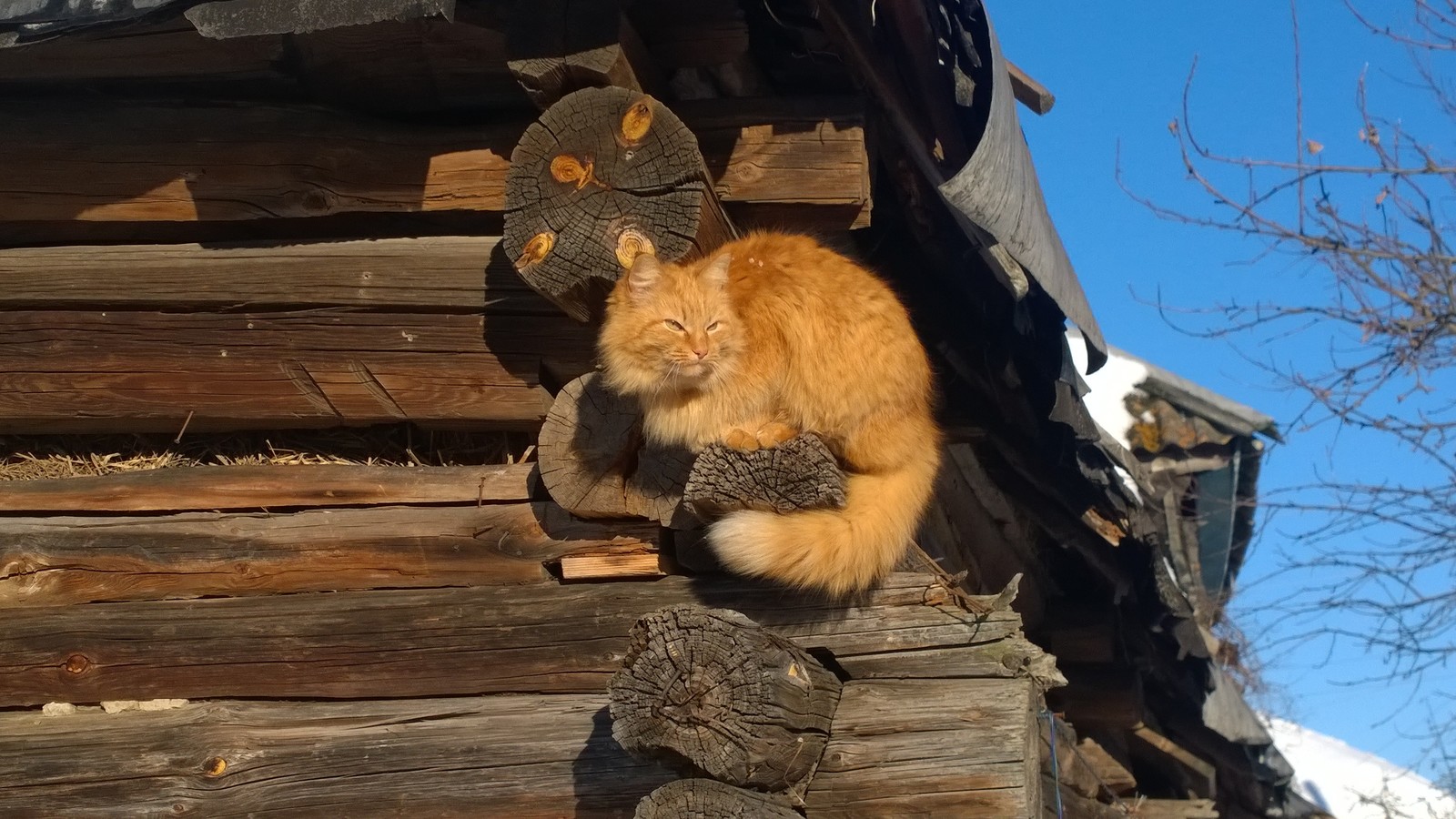 Cats love snowballs too! - My, cat, Animals, Winter, Village, Longpost