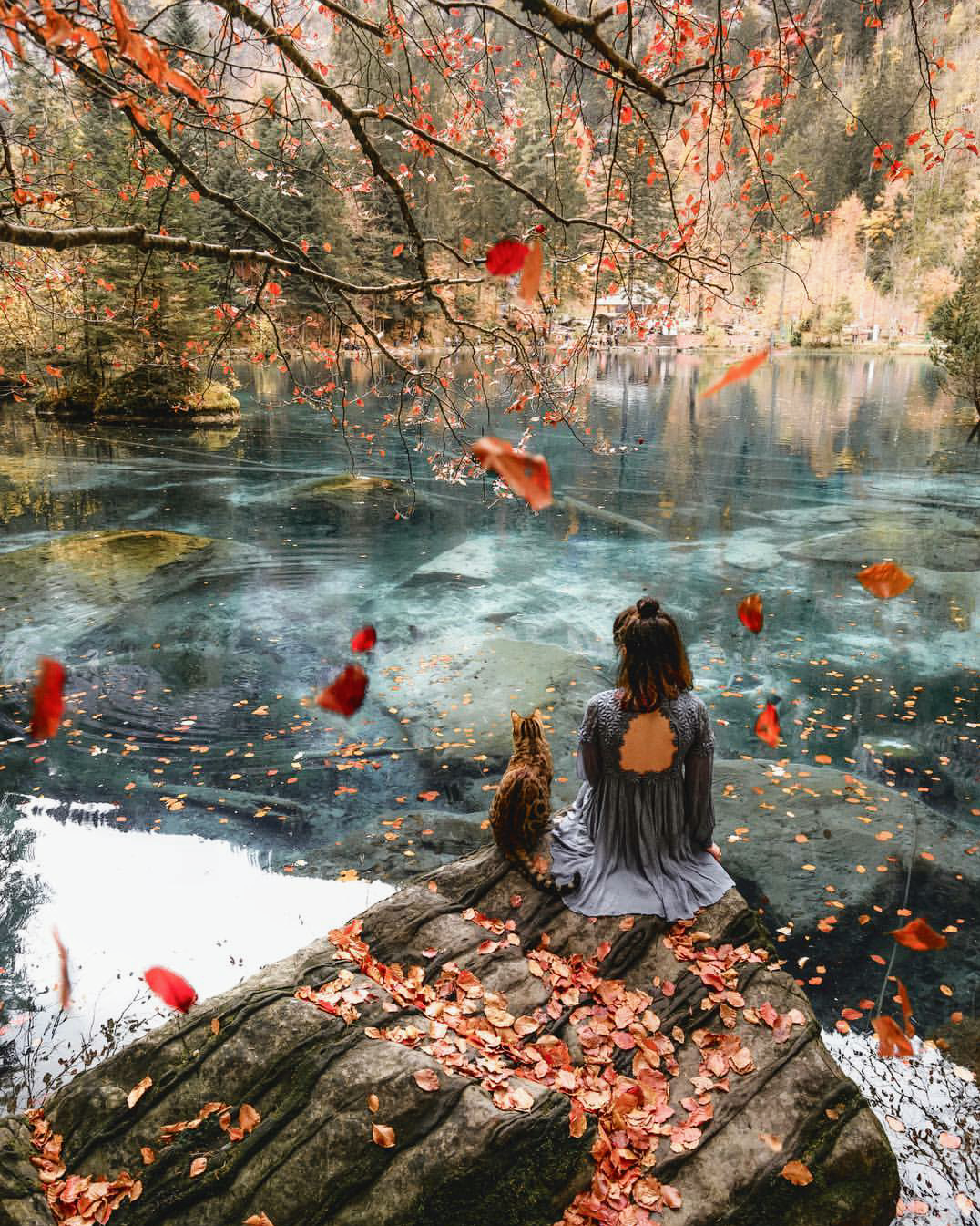 Last autumn days in Switzerland - cat, Nature, Lake, Switzerland, Autumn, The photo