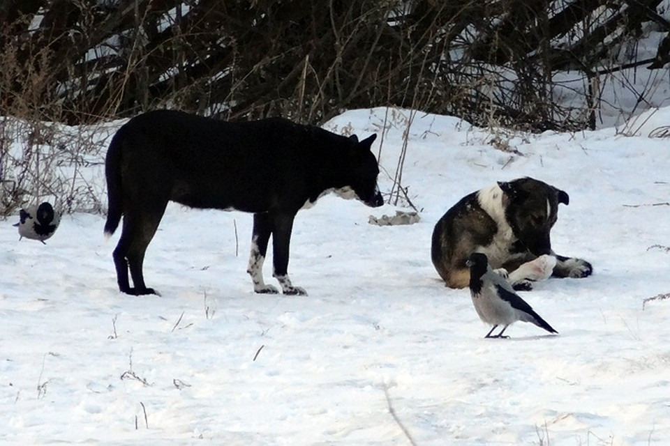 In Salekhard, dog trapping officers are afraid to respond to calls - Radical animal protection, , Stray dogs, 