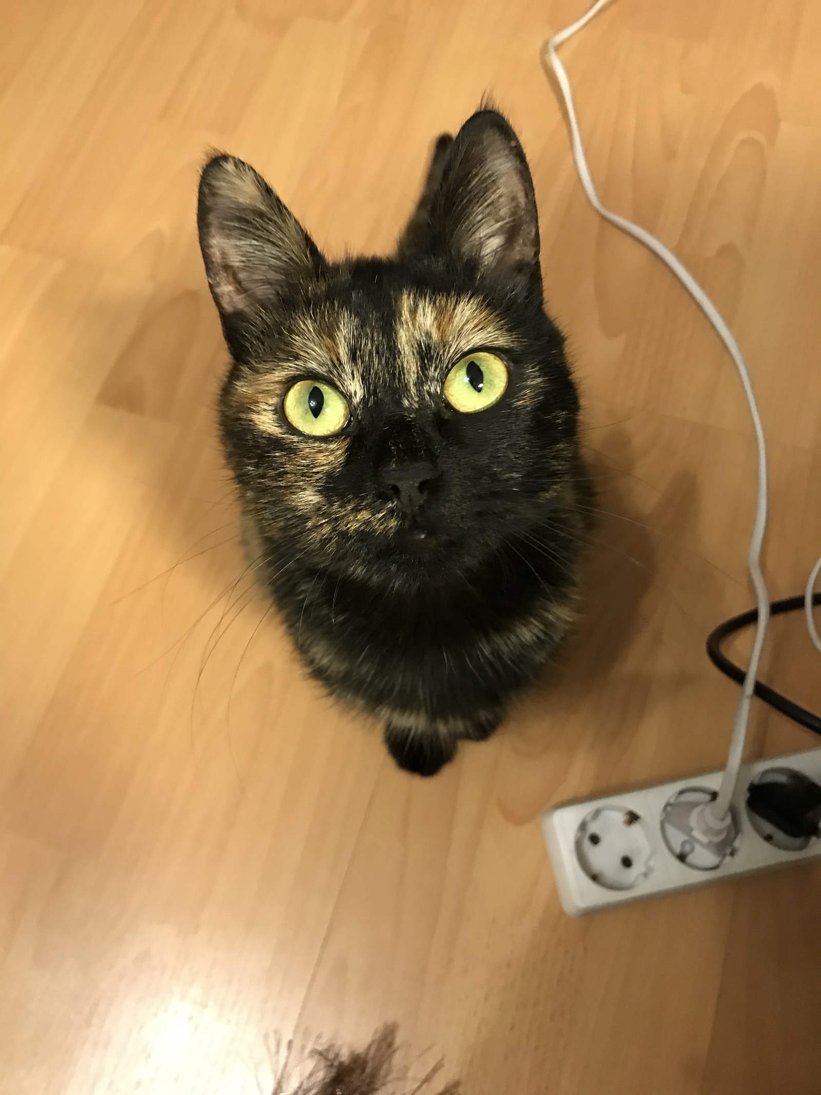 Our new rescue. - My, cat, Milota