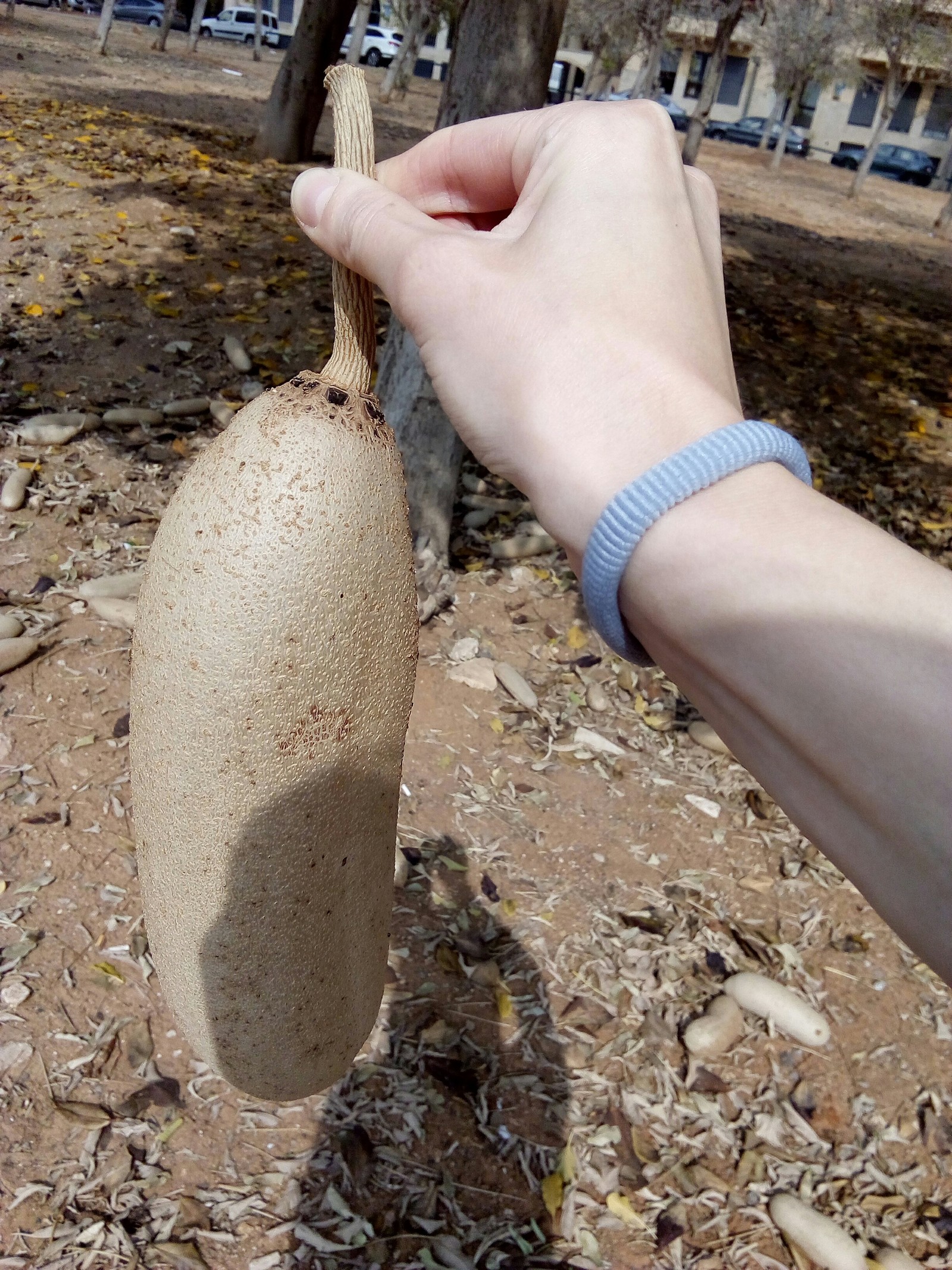 What kind of tree? - Israel, Tel Aviv, Tree, Want to know everything, tell, Longpost