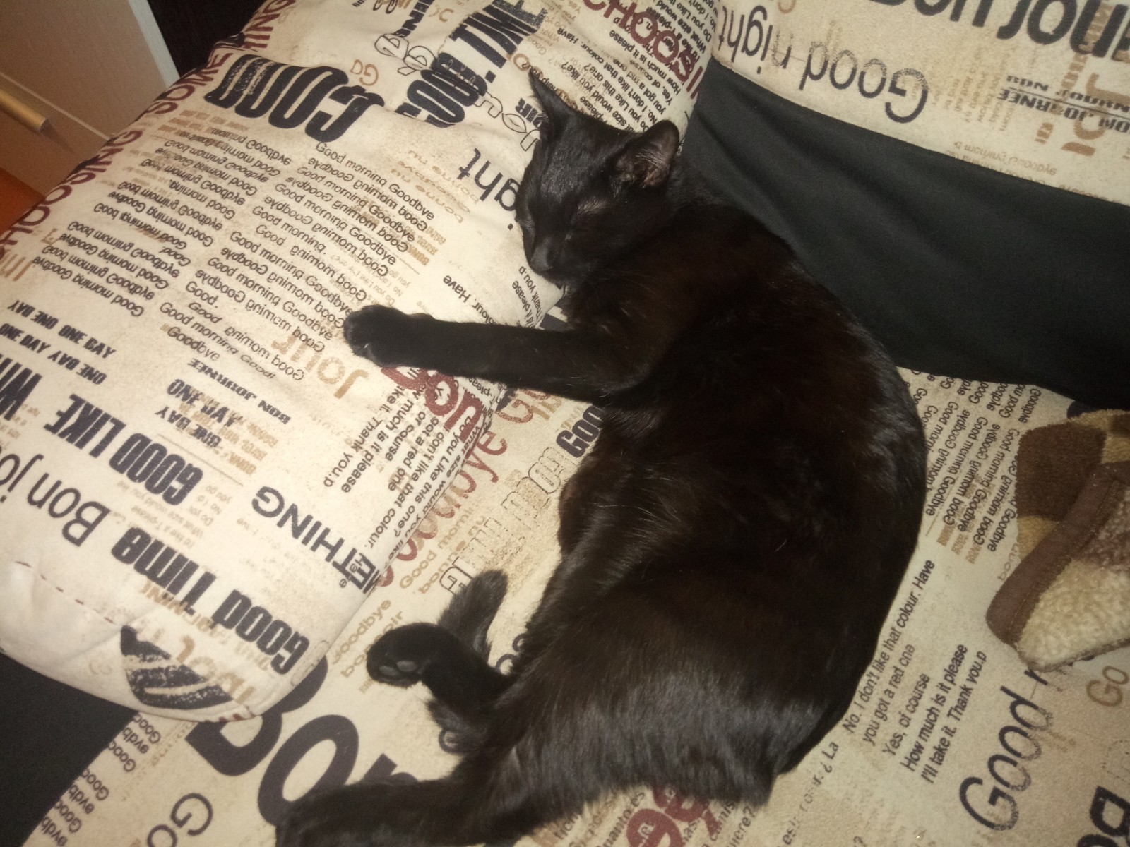 Почему кошки выбирают необычные места для сна? | Пикабу